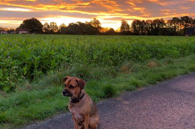 Morgenspaziergang in Hövelhof2 - Kristin Burgdorf